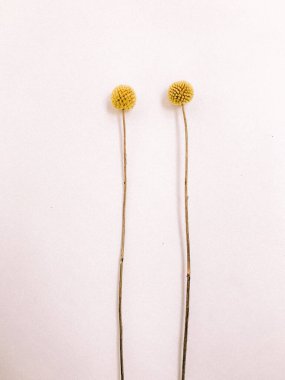 Beyaz arka planda kurumuş çiçek dalı. Düz bir zemin, üst manzara en az nötr çiçek arkaplanı. Beyaz arka planda kurumuş çiçek dalı. Düz konum, üst görünüm en az nötr arkaplan.