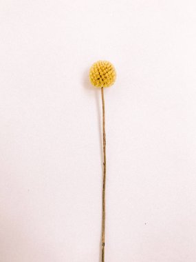 Beyaz arka planda kurumuş çiçek dalı. Düz bir zemin, üst manzara en az nötr çiçek arkaplanı. Beyaz arka planda kurumuş çiçek dalı. Düz konum, üst görünüm en az nötr arkaplan.