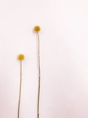 Beyaz arka planda kurumuş çiçek dalı. Düz bir zemin, üst manzara en az nötr çiçek arkaplanı. Beyaz arka planda kurumuş çiçek dalı. Düz konum, üst görünüm en az nötr arkaplan.