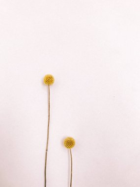 Beyaz arka planda kurumuş çiçek dalı. Düz bir zemin, üst manzara en az nötr çiçek arkaplanı. Beyaz arka planda kurumuş çiçek dalı. Düz konum, üst görünüm en az nötr arkaplan.