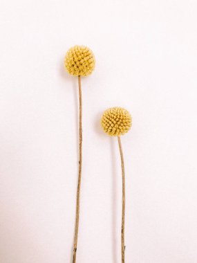 Beyaz arka planda kurumuş çiçek dalı. Düz bir zemin, üst manzara en az nötr çiçek arkaplanı. Beyaz arka planda kurumuş çiçek dalı. Düz konum, üst görünüm en az nötr arkaplan.