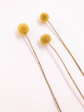 Beyaz arka planda kurumuş çiçek dalı. Düz bir zemin, üst manzara en az nötr çiçek arkaplanı. Beyaz arka planda kurumuş çiçek dalı. Düz konum, üst görünüm en az nötr arkaplan.