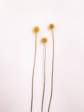 Beyaz arka planda kurumuş çiçek dalı. Düz bir zemin, üst manzara en az nötr çiçek arkaplanı. Beyaz arka planda kurumuş çiçek dalı. Düz konum, üst görünüm en az nötr arkaplan.