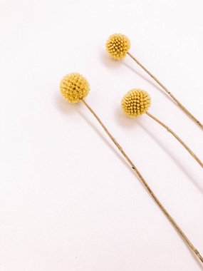 Beyaz arka planda kurumuş çiçek dalı. Düz bir zemin, üst manzara en az nötr çiçek arkaplanı. Beyaz arka planda kurumuş çiçek dalı. Düz konum, üst görünüm en az nötr arkaplan.