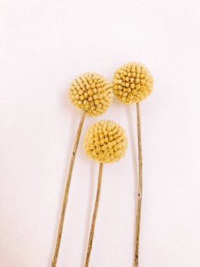 Beyaz arka planda kurumuş çiçek dalı. Düz bir zemin, üst manzara en az nötr çiçek arkaplanı. Beyaz arka planda kurumuş çiçek dalı. Düz konum, üst görünüm en az nötr arkaplan.