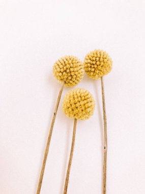 Beyaz arka planda kurumuş çiçek dalı. Düz bir zemin, üst manzara en az nötr çiçek arkaplanı. Beyaz arka planda kurumuş çiçek dalı. Düz konum, üst görünüm en az nötr arkaplan.