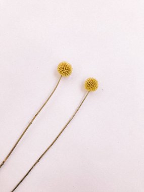 Beyaz arka planda kurumuş çiçek dalı. Düz bir zemin, üst manzara en az nötr çiçek arkaplanı. Beyaz arka planda kurumuş çiçek dalı. Düz konum, üst görünüm en az nötr arkaplan.