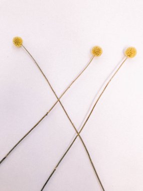 Beyaz arka planda kurumuş çiçek dalı. Düz bir zemin, üst manzara en az nötr çiçek arkaplanı. Beyaz arka planda kurumuş çiçek dalı. Düz konum, üst görünüm en az nötr arkaplan.