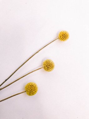 Beyaz arka planda kurumuş çiçek dalı. Düz bir zemin, üst manzara en az nötr çiçek arkaplanı. Beyaz arka planda kurumuş çiçek dalı. Düz konum, üst görünüm en az nötr arkaplan.