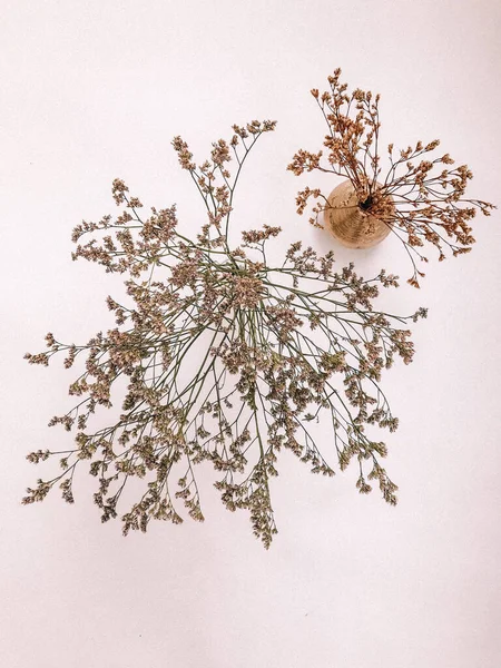 Trockener Floraler Zweig Auf Weißem Hintergrund Flache Lage Draufsicht Minimaler — Stockfoto