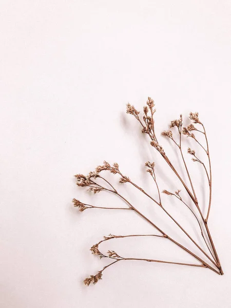 Dry floral branch on white background. Flat lay, top view minimal neutral flower background. Dry floral branch on white background. Flat lay, top view minimal neutral flower background.