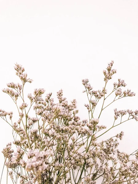 Sucha Gałąź Kwiatowa Białym Tle Płaskie Leżaki Widok Góry Minimalny — Zdjęcie stockowe