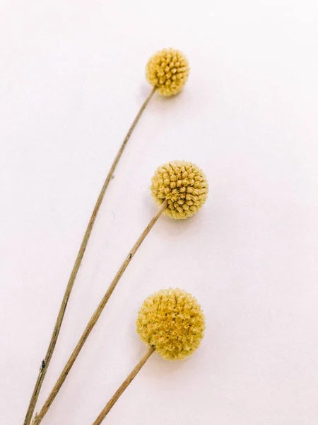 Dry floral branch on white background. Flat lay, top view minimal neutral flower background. Dry floral branch on white background. Flat lay, top view minimal neutral flower background.