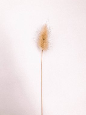 Beyaz arka planda kurumuş çiçek dalı. Düz bir zemin, üst manzara en az nötr çiçek arkaplanı. Beyaz arka planda kurumuş çiçek dalı. Düz konum, üst görünüm en az nötr arkaplan.