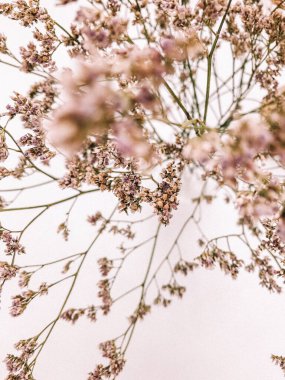 Beyaz arka planda kurumuş çiçek dalı. Düz bir zemin, üst manzara en az nötr çiçek arkaplanı. Tarafsız renklerle güzel bir desen. Asgari, şık, moda konsepti. Yakın plan fotoğraf..