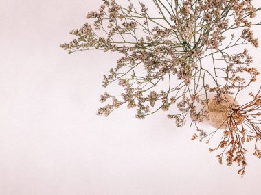 Beyaz arka planda kurumuş çiçek dalı. Düz bir zemin, üst manzara en az nötr çiçek arkaplanı. Tarafsız renklerle güzel bir desen. Asgari, şık, moda konsepti. Yakın plan fotoğraf..