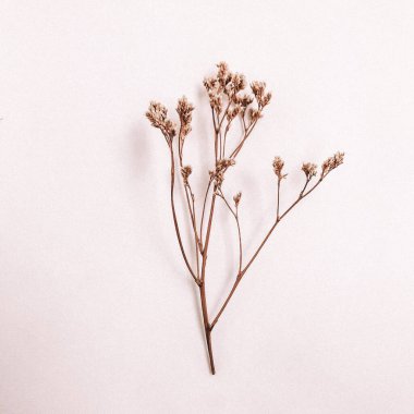 Beyaz arka planda kurumuş çiçek dalı. Düz bir zemin, üst manzara en az nötr çiçek arkaplanı. Tarafsız renklerle güzel bir desen. Asgari, şık, moda konsepti. Yakın plan fotoğraf..