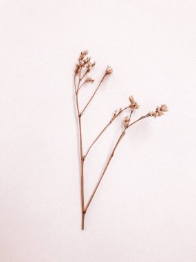 Beyaz arka planda kurumuş çiçek dalı. Düz bir zemin, üst manzara en az nötr çiçek arkaplanı. Tarafsız renklerle güzel bir desen. Asgari, şık, moda konsepti. Yakın plan fotoğraf..