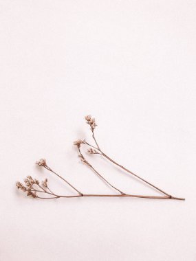 Beyaz arka planda kurumuş çiçek dalı. Düz bir zemin, üst manzara en az nötr çiçek arkaplanı. Tarafsız renklerle güzel bir desen. Asgari, şık, moda konsepti. Yakın plan fotoğraf..