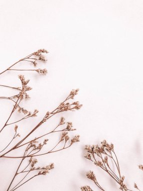 Beyaz arka planda kurumuş çiçek dalı. Düz bir zemin, üst manzara en az nötr çiçek arkaplanı. Tarafsız renklerle güzel bir desen. Asgari, şık, moda konsepti. Yakın plan fotoğraf..