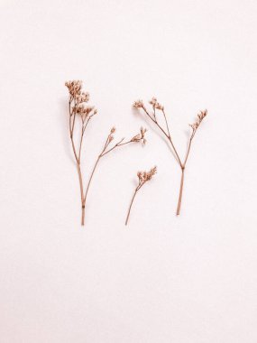 Beyaz arka planda kurumuş çiçek dalı. Düz bir zemin, üst manzara en az nötr çiçek arkaplanı. Tarafsız renklerle güzel bir desen. Asgari, şık, moda konsepti. Yakın plan fotoğraf..