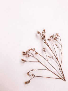 Beyaz arka planda kurumuş çiçek dalı. Düz bir zemin, üst manzara en az nötr çiçek arkaplanı. Tarafsız renklerle güzel bir desen. Asgari, şık, moda konsepti. Yakın plan fotoğraf..