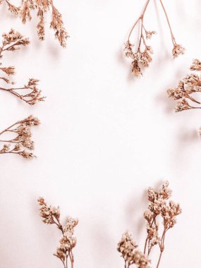 Beyaz arka planda kurumuş çiçek dalı. Düz bir zemin, üst manzara en az nötr çiçek arkaplanı. Tarafsız renklerle güzel bir desen. Asgari, şık, moda konsepti. Yakın plan fotoğraf..
