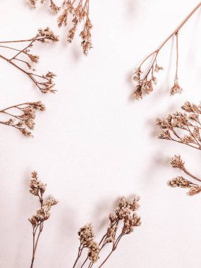 Beyaz arka planda kurumuş çiçek dalı. Düz bir zemin, üst manzara en az nötr çiçek arkaplanı. Tarafsız renklerle güzel bir desen. Asgari, şık, moda konsepti. Yakın plan fotoğraf..