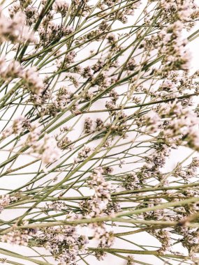 Beyaz arka planda kurumuş çiçek dalı. Düz bir zemin, üst manzara en az nötr çiçek arkaplanı. Tarafsız renklerle güzel bir desen. Asgari, şık, moda konsepti. Yakın plan fotoğraf..