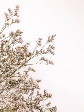Beyaz arka planda kurumuş çiçek dalı. Düz bir zemin, üst manzara en az nötr çiçek arkaplanı. Tarafsız renklerle güzel bir desen. Asgari, şık, moda konsepti. Yakın plan fotoğraf..