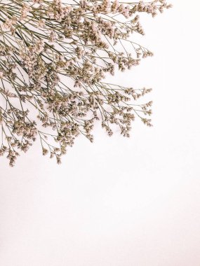 Beyaz arka planda kurumuş çiçek dalı. Düz bir zemin, üst manzara en az nötr çiçek arkaplanı. Tarafsız renklerle güzel bir desen. Asgari, şık, moda konsepti. Yakın plan fotoğraf..