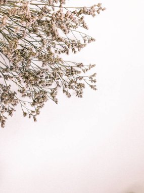 Beyaz arka planda kurumuş çiçek dalı. Düz bir zemin, üst manzara en az nötr çiçek arkaplanı. Tarafsız renklerle güzel bir desen. Asgari, şık, moda konsepti. Yakın plan fotoğraf..