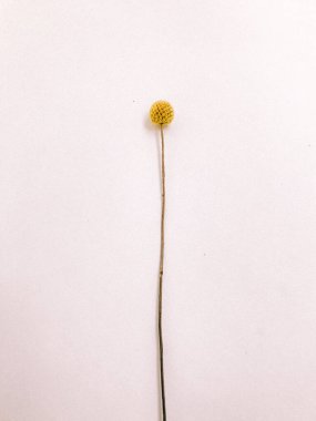 Beyaz arka planda kurumuş çiçek dalı. Düz bir zemin, üst manzara en az nötr çiçek arkaplanı. Tarafsız renklerle güzel bir desen. Asgari, şık, moda konsepti. Yakın plan fotoğraf..