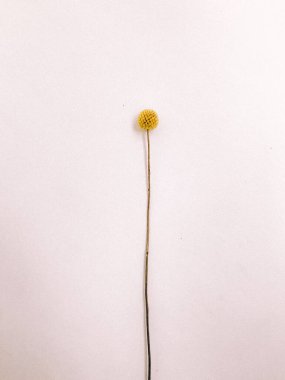 Beyaz arka planda kurumuş çiçek dalı. Düz bir zemin, üst manzara en az nötr çiçek arkaplanı. Tarafsız renklerle güzel bir desen. Asgari, şık, moda konsepti. Yakın plan fotoğraf..