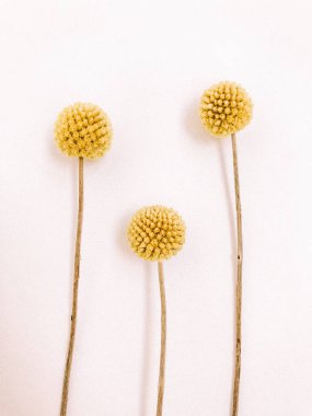 Beyaz arka planda kurumuş çiçek dalı. Düz bir zemin, üst manzara en az nötr çiçek arkaplanı. Tarafsız renklerle güzel bir desen. Asgari, şık, moda konsepti. Yakın plan fotoğraf..