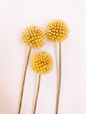 Beyaz arka planda kurumuş çiçek dalı. Düz bir zemin, üst manzara en az nötr çiçek arkaplanı. Tarafsız renklerle güzel bir desen. Asgari, şık, moda konsepti. Yakın plan fotoğraf..