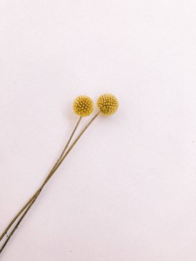 Beyaz arka planda kurumuş çiçek dalı. Düz bir zemin, üst manzara en az nötr çiçek arkaplanı. Tarafsız renklerle güzel bir desen. Asgari, şık, moda konsepti. Yakın plan fotoğraf..