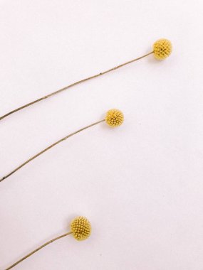 Beyaz arka planda kurumuş çiçek dalı. Düz bir zemin, üst manzara en az nötr çiçek arkaplanı. Tarafsız renklerle güzel bir desen. Asgari, şık, moda konsepti. Yakın plan fotoğraf..