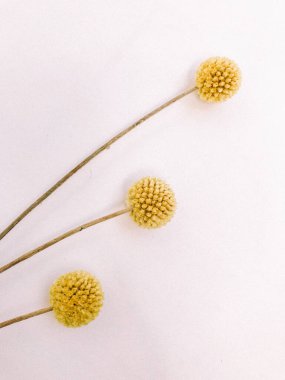 Beyaz arka planda kurumuş çiçek dalı. Düz bir zemin, üst manzara en az nötr çiçek arkaplanı. Tarafsız renklerle güzel bir desen. Asgari, şık, moda konsepti. Yakın plan fotoğraf..