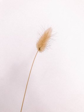 Beyaz arka planda kurumuş çiçek dalı. Düz bir zemin, üst manzara en az nötr çiçek arkaplanı. Tarafsız renklerle güzel bir desen. Asgari, şık, moda konsepti. Yakın plan fotoğraf..