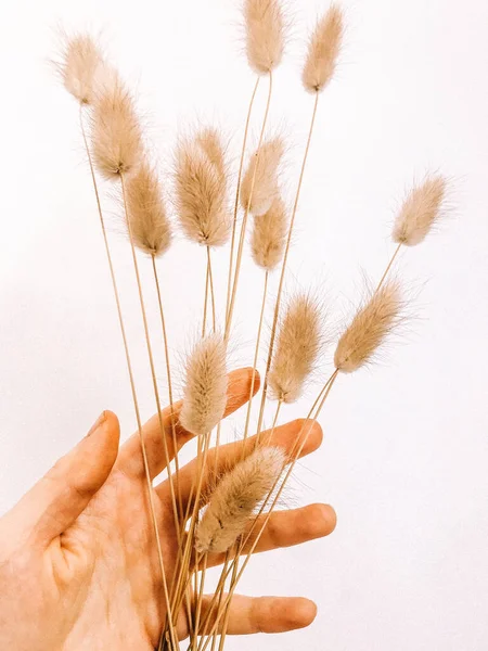 Beyaz arka planda kurumuş çiçek dalı. Düz bir zemin, üst manzara en az nötr çiçek arkaplanı. Beyaz arka planda kurumuş çiçek dalı. Düz konum, üst görünüm en az nötr arkaplan.