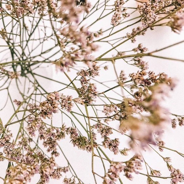 Beyaz arka planda kurumuş çiçek dalı. Düz bir zemin, üst manzara en az nötr çiçek arkaplanı. Tarafsız renklerle güzel bir desen. Asgari, şık, moda konsepti. Yakın plan fotoğraf..