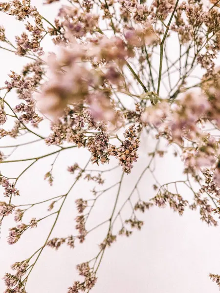 Beyaz arka planda kurumuş çiçek dalı. Düz bir zemin, üst manzara en az nötr çiçek arkaplanı. Tarafsız renklerle güzel bir desen. Asgari, şık, moda konsepti. Yakın plan fotoğraf..