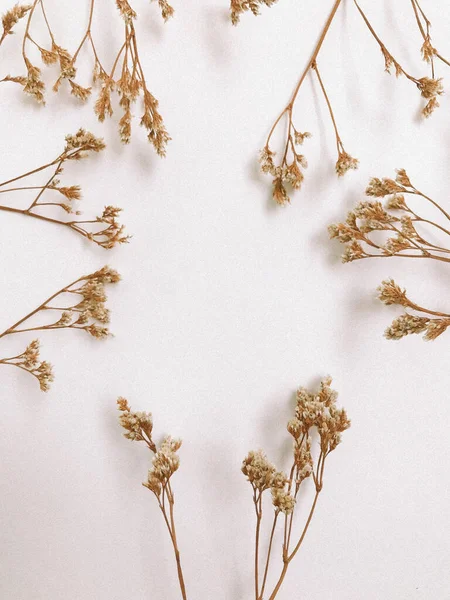 Beyaz arka planda kurumuş çiçek dalı. Düz bir zemin, üst manzara en az nötr çiçek arkaplanı. Tarafsız renklerle güzel bir desen. Asgari, şık, moda konsepti. Yakın plan fotoğraf..
