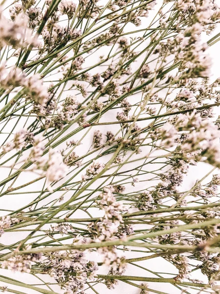Beyaz arka planda kurumuş çiçek dalı. Düz bir zemin, üst manzara en az nötr çiçek arkaplanı. Tarafsız renklerle güzel bir desen. Asgari, şık, moda konsepti. Yakın plan fotoğraf..