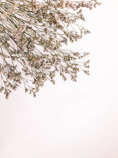 Beyaz arka planda kurumuş çiçek dalı. Düz bir zemin, üst manzara en az nötr çiçek arkaplanı. Tarafsız renklerle güzel bir desen. Asgari, şık, moda konsepti. Yakın plan fotoğraf..