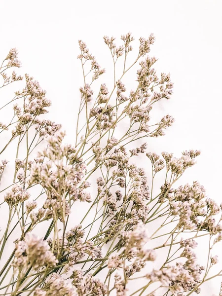 Beyaz arka planda kurumuş çiçek dalı. Düz bir zemin, üst manzara en az nötr çiçek arkaplanı. Tarafsız renklerle güzel bir desen. Asgari, şık, moda konsepti. Yakın plan fotoğraf..