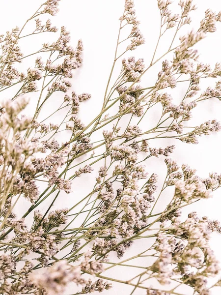 Beyaz arka planda kurumuş çiçek dalı. Düz bir zemin, üst manzara en az nötr çiçek arkaplanı. Tarafsız renklerle güzel bir desen. Asgari, şık, moda konsepti. Yakın plan fotoğraf..