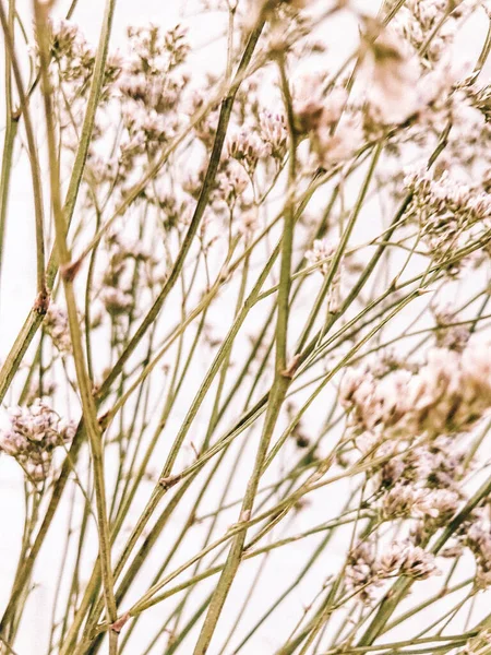 Beyaz arka planda kurumuş çiçek dalı. Düz bir zemin, üst manzara en az nötr çiçek arkaplanı. Tarafsız renklerle güzel bir desen. Asgari, şık, moda konsepti. Yakın plan fotoğraf..