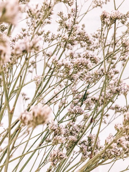 Beyaz arka planda kurumuş çiçek dalı. Düz bir zemin, üst manzara en az nötr çiçek arkaplanı. Tarafsız renklerle güzel bir desen. Asgari, şık, moda konsepti. Yakın plan fotoğraf..